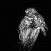 Sycek obecny - Athene noctua - Little Owl 3972bww